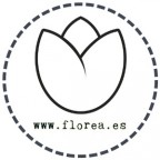 Paquete de Flores Frescas